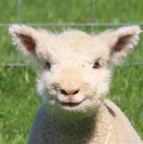 17 Best images about Southdown Babydoll Miniature Sheep on Pinterest ...