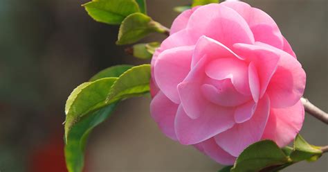 11 of the Best Camellia Cultivars to Grow at Home – Make House Cool