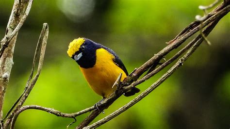 Yellow-Crowned Euphonia Bird - Free photo on Pixabay - Pixabay