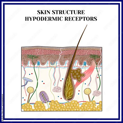 Skin structure. Hypodermic receptors (meissner corpuscle, merkel discs ...