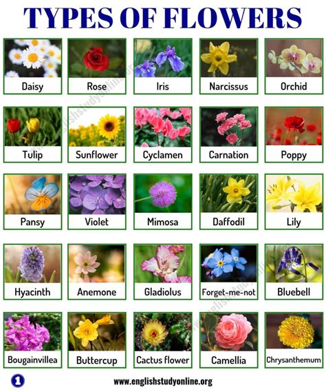 Scientific Name Of Flowers In English