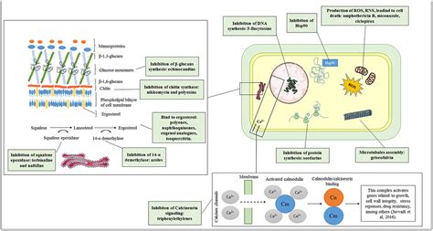 Frontiers | Antifungal Therapy: New Advances in the Understanding and ...