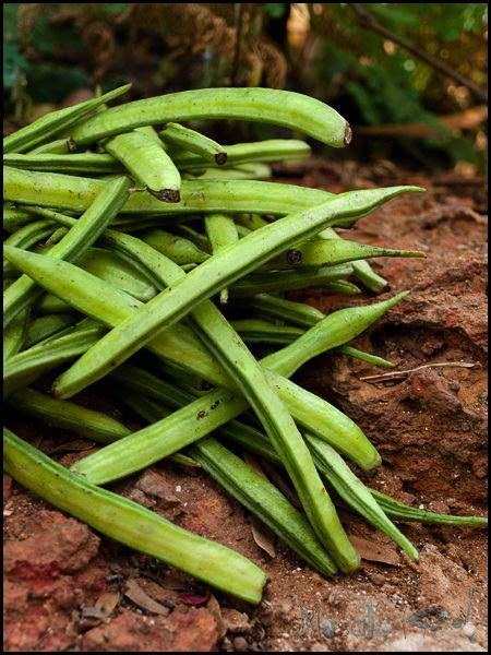 Guar Bean - Cluster Bean | Cluster bean, Beans, Sabzi recipe