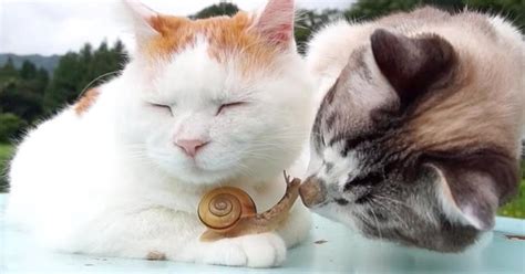 Cat Lovingly Nuzzles His Little Snail Friend - The Dodo