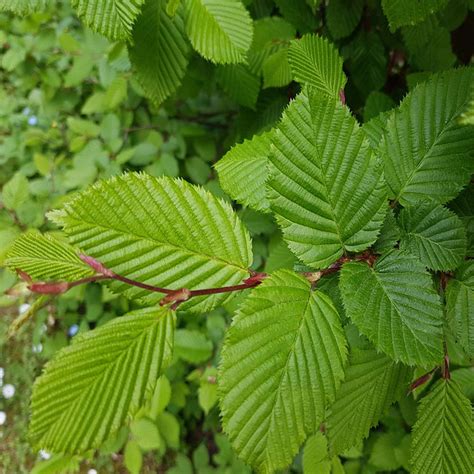 Bare Root Hornbeam for Sale: A Hardy Tree with Seasonal Appeal - King ...