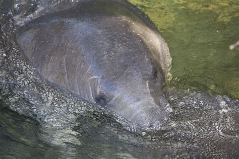 Manatee Eyes | Sweet Manatee | Larry Flynn | Flickr