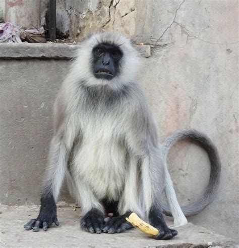 Black face monkey at monkey temple in Jaipur | Mother india, Face, Om ...