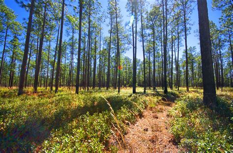 Longleaf Pine Savanna | Seen in Francis Marion National Fore… | Flickr