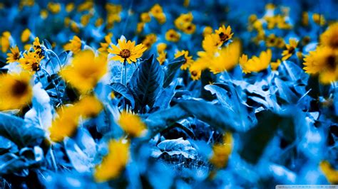 Yellow flowers, flowers, blue, yellow flowers, macro HD wallpaper ...