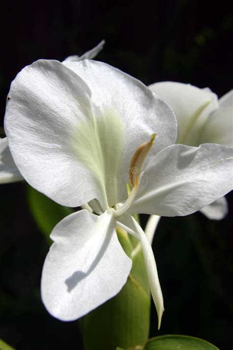 White Ginger Lily Flower stock photo. Image of plant - 27082478