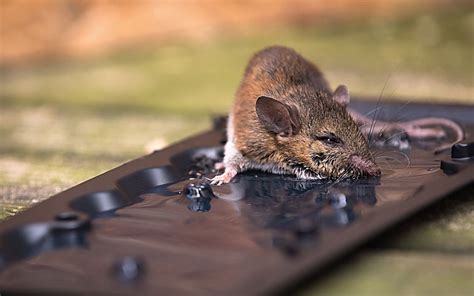 How Effective Are Glue Traps for Prosper Mice Anyway - Stampede Pest ...