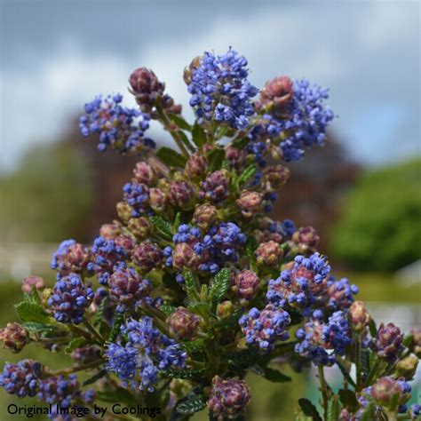 Ceanothus 'Puget Blue' 3L - Coolings Garden Centre