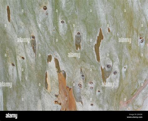 Texture of tree trunk Stock Photo - Alamy