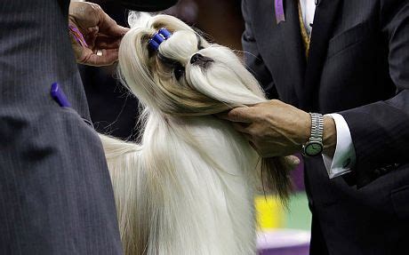 Patty Hearst wins with shih tzu at Westminster Kennel Club Dog Show ...