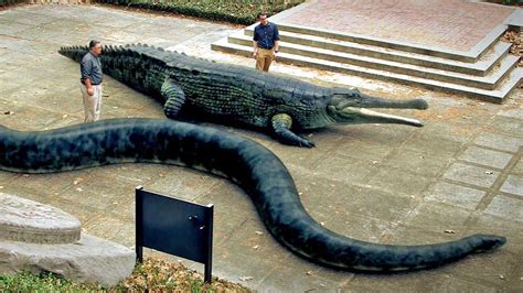 TITANOBOA vs SARCOSUCHUS : snakes