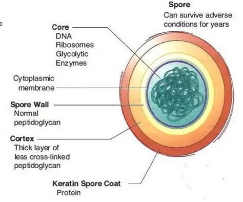 Bacterial Spores: Structure, Importance and examples of spore forming ...