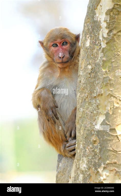 Assam Macaque (Macaca assamensis) close-up shot Stock Photo - Alamy