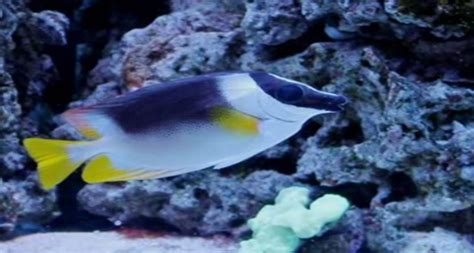 Metallic Foxface - Reef Aquarium