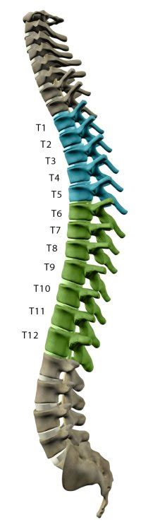 Thoracic Spinal Cord Injuries