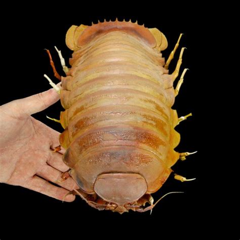 Uncommon Deep-Sea Giant Isopod - world's largest Isopod - - Catawiki