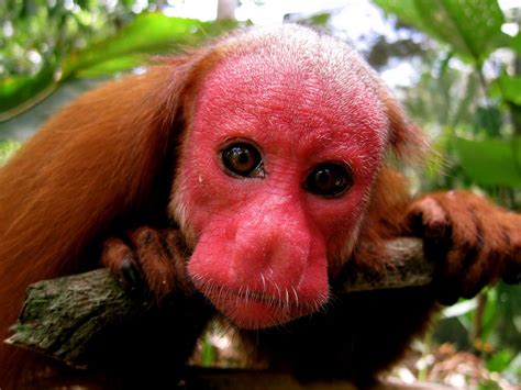 Uakari Monkey | Primates, Animaux sauvages, Animaux