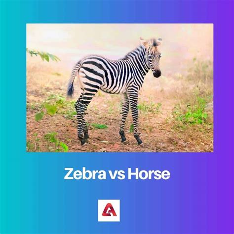 Zebra vs Horse: Difference and Comparison