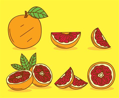 Grapefruit Vector at Vectorified.com | Collection of Grapefruit Vector ...