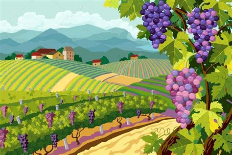 Vineyard and grapes bunches Stock Vector Image by ©akademik33 #33506731