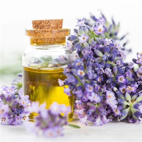 Lavender Oil Massage - Zenbalidipa Co.,Ltd.