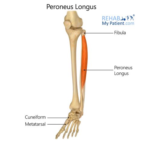 Peroneus Longus | Rehab My Patient