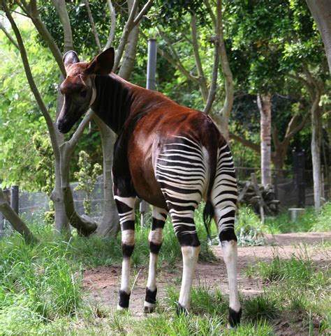 zebra giraffe hybrid | zebra giraffe hybrid | chad | Flickr