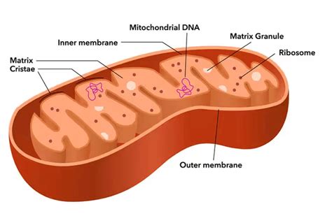 Mitochondria: Definition, Functions, Diagram, Structure and Parts