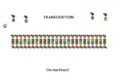 Pin by Estefanía Balderas on Biología celular | Transcription and ...