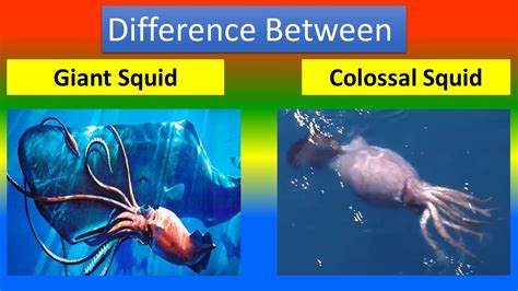 Difference between Giant Squid and Colossal Squid 🐙 - YouTube