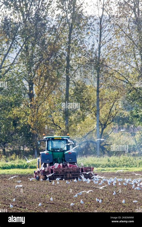 Black headed gulls in autumn / winter plumage following a John Deere ...