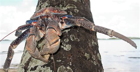 Coconut crabs: the bird-eating behemoths thriving on isolated tropical ...