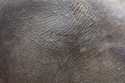 Elephant Skin Texture