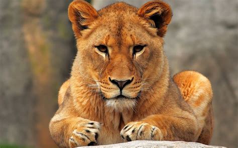 Beautiful Female Lion | Female lion, Animals beautiful, Lioness