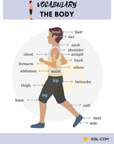 Human Body Parts Names in English with Pictures • 7ESL