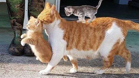 Mother Cats 🐱 taking care and Protecting their cute Kittens safety 👩‍👦 ...