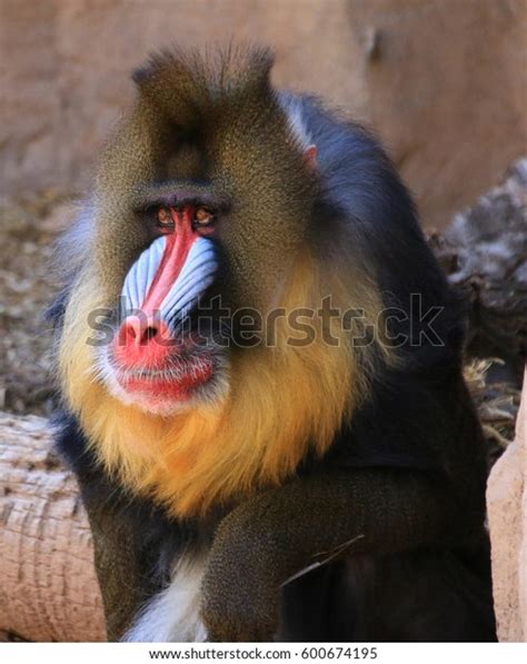 Mandrill Male Pose Teeth Stock Photo (Edit Now) 600674195