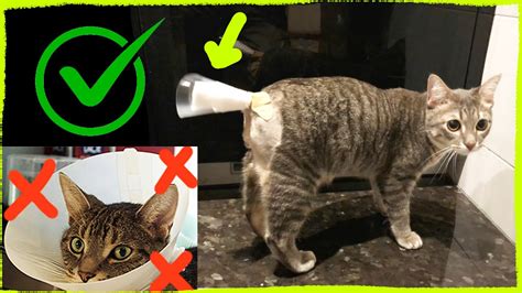 Degloved Cat Tail Injury: Tail Bandage for Chronic Injury (NOT DIY, It ...