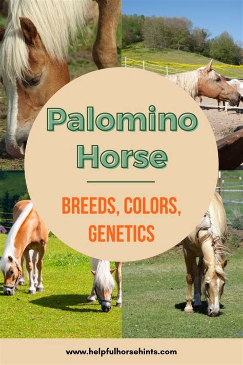 Palomino Horse - Breeds, Colors, and Genetics - Helpful Horse Hints