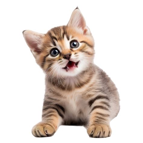 Playful Kitten Kitty Cute Cat Smile, Cat, Kitten, Kitty PNG Transparent ...