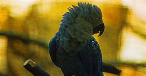 Blue Spix's Macaw that Inspired Movie 'Rio' Extinct in the Wild