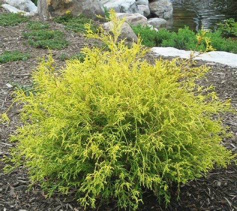 Chamaecyparis pisifera Golden Mop | Get Plants for Less | Cypress plant ...