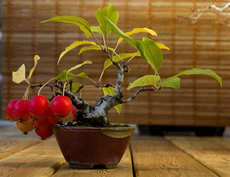 Apple Bonsai Tree: Varieties, How to Propagate, and More