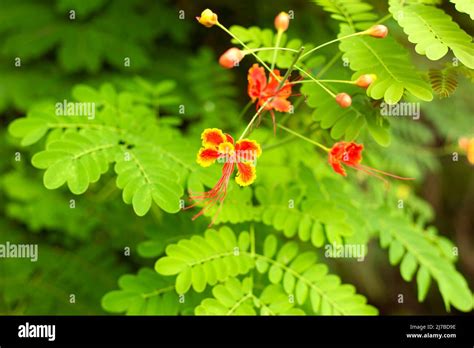 Green leaves and orange flowers of tropic acacia tree. Close up tropic ...