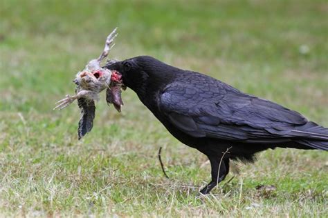 Crow feeding, young gulls and a fledgling jackdaw | Everything is Permuted