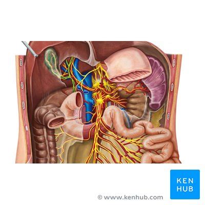 Celiac (solar) plexus - Definition, anatomy and function | Kenhub